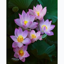 푸아이 보석십자수 3D 캔버스형 액자 부귀 연꽃 베스트모음 15종 40x50 DIY 세트 큐빅 비즈 PW1799, 40x50cm, Type_N