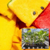 노마진 가정원예용 우리집 망고수박 흑피애플수박 모종 텃밭, FREE, 망고수박모종5주