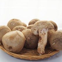충남 부여 송화버섯 (소), 1box, 500g