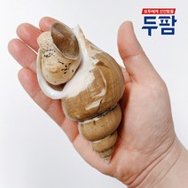 산지직송 자연산 백골뱅이 백고동 1kg 중(20~30마리) 대(10~20마리) 특대(5~10마리), 백골뱅이 1kg 특대 (5~10미)