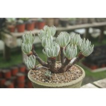 두들레야(애듈리스)묵은둥이