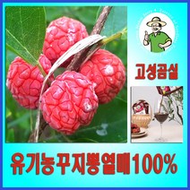 구지뽕 꾸지뽕 발효효소진액 100ml 30팩 국산유기농 구찌뽕열매100%, 30개