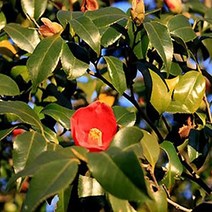 순희농장 토종동백나무 겹동백동백나무 흰색 80~100cm 묘목 조경수 정원수 울타리, 대륜동백80~100cm(포트 분 1개)