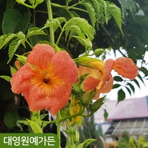 능소화나무 키100cm이상 덩굴식물 여름꽃, 능소화 키100cm이상 포트 (지주대제외), 1개