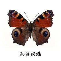 피규어 곤충 진짜 나비 표본 인형 생산 매력 홈 인테리어 액세서리 거실 컬렉션 아트, 33 33