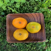 [프레시푸드마켓] 제주 하우스감귤 특등급 3KG 5KG 10KG, 5KG(L)