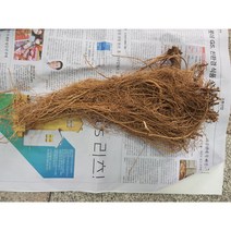 야관문뿌리(담금주용 약용)300g, 1