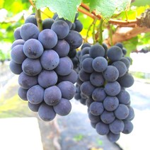 당도선별 특등품 프리미엄 고당도 거봉 포도 안전포장 에어포장, 거봉 포도 1kg/2송이