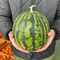 (용이다팜) 수분가득 꿀 수박, 4~5kg [1통]