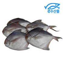 e수산물 국산병어 냉동병어 1kg 5마리 횟감용 병어회 병어조림 찜