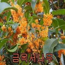 금목서나무 삽3년생5그루 꽃나무 유실수 조경수 묘목 금목서나무