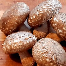 [송화버섯 일반형1kg] 산지직송 친환경 젊은농부 농장 직거래 신선한 송이 송화고, 일반형(1kg)