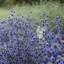 에린지움 글리터 블루/화이트(종자 꽃씨앗 / 10립)Eryngium planum Glitter, 글리터 블루