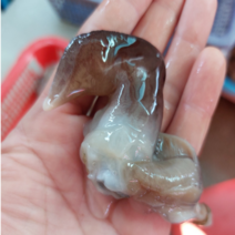 특품 남당항 손질 새조개 샤브샤브 세트(1kg 실중량 200-250g 내외), 추가 없음, 1kg(200-250g 내외)