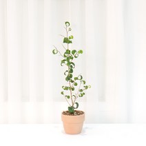 갑조네 바로크 벤자민 고무나무 공기정화식물 희귀식물 실내식물 키우기, 1개