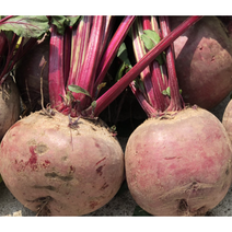 고당도 제주산 레드비트 3KG 5KG 베타인 청혈채소 레드비트 제주비트 선명한 빨간과육 레드비트즙 레드비트쥬