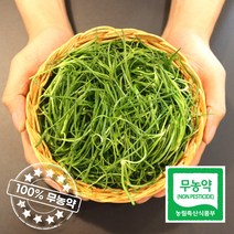 100% 무농약 무안직송 천연 해풍으로 길러낸 세발나물 갯나물 2kg, 세발나물 2kg, 1개