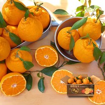 한라봉 가정용(13-15과) 2.5kg, 단품