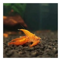 오랜지색 썬키스트 새우 10마리