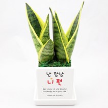 그린조아 응원 기념일 메세지 미니 화분 키우기쉬운 실내 공기정화식물 가족 연인 친구 부모님 나만의 문구 축하 선물 답례품 단체 홍보 용품 금전수 천냥금 테이블야자 행운목 스투키, 율마, 쇼핑백O