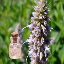 나스카코리아 오가닉 패츌리 에센셜오일 10ml 100ml 1L