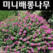 미니배롱나무 묘목 7치화분 1개/정원/공원/조경수