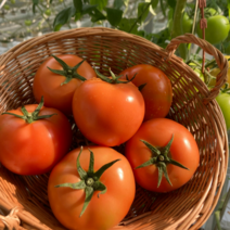 (최고신선) 당일수확 장수 완숙토마토 찰토마토 5kg, 정품 중과