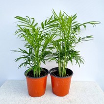 플라워석 테이블야자 공기정화식물 30cm, 1개