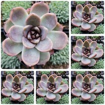 [별난다육] 희귀다육이 38종, 30번-  라팔마, 1개