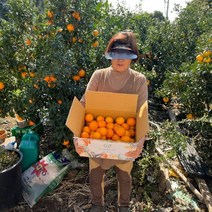 제주 진우네 레드향 못난이레드향 가정용 선물세트 3kg 5kg, 레드향 5kg 가정용 특대과
