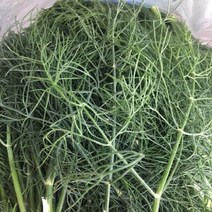 딜 50G 팍실라우 생잎 허브딜 디라, 100G