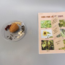여러가지 씨 관찰하기 1인/과학 실험 키트 교구 도구 만들기