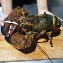 캐나다 정품 활 랍스타 당일발송 꽉찬 살수율 500g 1kg 2kg 3kg, 3. 캐나다 활 랍스타 2kg, 1개