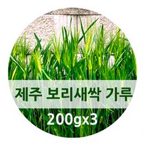 제주도 새싹 보리 분말 가루 추출분말 국산 새싹보리차 어린 보리잎 보리싹 보리순 fmd 간헐적 단식 식단 착즙 폴리코사놀 사포나린 체지방 뱃살 건강 관리, 200g, 3병
