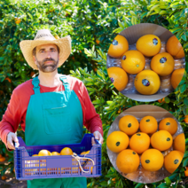 먹사부 미국산 고당도 블랙라벨 오렌지 과일 카라카라 썬키스트 퓨어스펙 블렉라벨 소과 중과 대과 정품 당도선별, (1)블랙라벨 대과-6kg내외(20과)