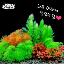 [수초교실] 너무 예쁜 심쿵세트 + (암브리아 레드밀리오필름 붕어마름 슈퍼레드)