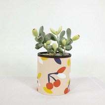 [천삼백케이] [파워플랜트] 감성인테리어식물 방울복랑 (소) + 감성 페이퍼 팟 커버, 심플모던 락
