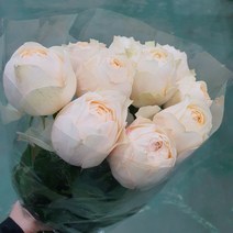 장미 - 엠마우드하우스 / 고속터미널꽃시장 꽃도매 서리풀플라워