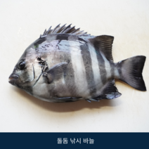 돌돔 바늘, 외바늘, 1개