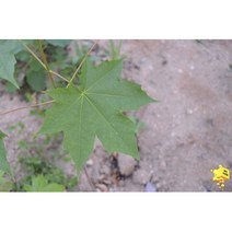 화천 자연애 우산고로쇠 묘목 1주 (1m 이상), 1개