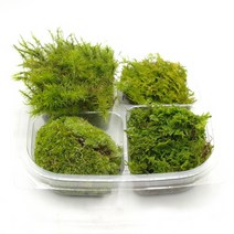 국산 모듬이끼 한팩(15cmx15cm) 비단이끼 꼬리이끼 깃털이끼 털깃털이끼 4종 롤링모스가든
