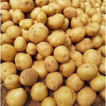 [가락시장 찐여사] 2022년 햇감자 완쫄/조림 3kg, 햇감자 완쫄 3kg