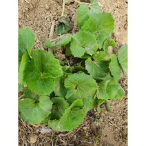 [남늘보] [직접재배] 머위 뿌리종근모종(5~7cm) 100개