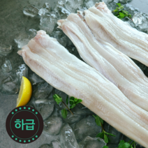 청아씨푸드 [하급] 국내산 자연산 손질 냉장 바다장어 실중량 1kg 냉동이 아닌 생물 붕장어, 무두/사이즈-대/실중량1kg/4-6미, 1개