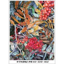 마가목열매즙(야생)/ 010-924-4832/오리지널 자연산