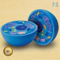 생물 과학 교구 동물 세포 분열 단면 모형 실험실놀이 과학놀이키트 IQ