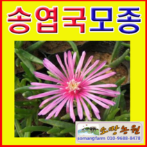 (JS소망)사철채송화(송엽국)모종(포트) 10개