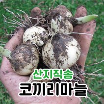 대왕 코끼리마늘 깐마늘 식용 종자 1kg, 깐마늘 1kg, 1개