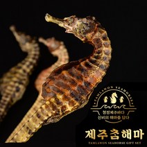 제주산 명품 해마 건해마 양식산 빅밸리 자양강장 프리미엄 선물세트, 소(약11cm x 8마리)