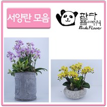 PFA014 은혼식 부모님 어버이날 서 양난 키우기 선물, 선물용 서양란, 11.미니핑크1(PFA023)